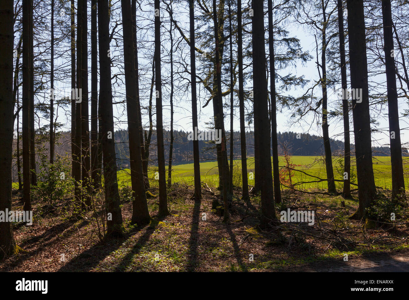 Vue des bois Banque D'Images