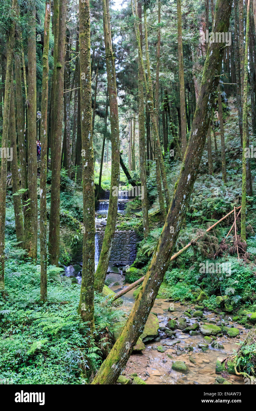 Paysage de forêt à Alishan national park, Taiwan. Banque D'Images