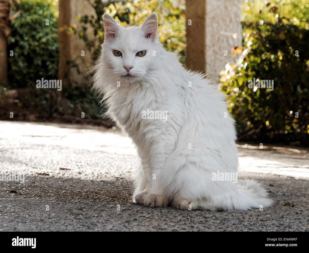 Chat persan blanc poilu looking at camera Banque D'Images