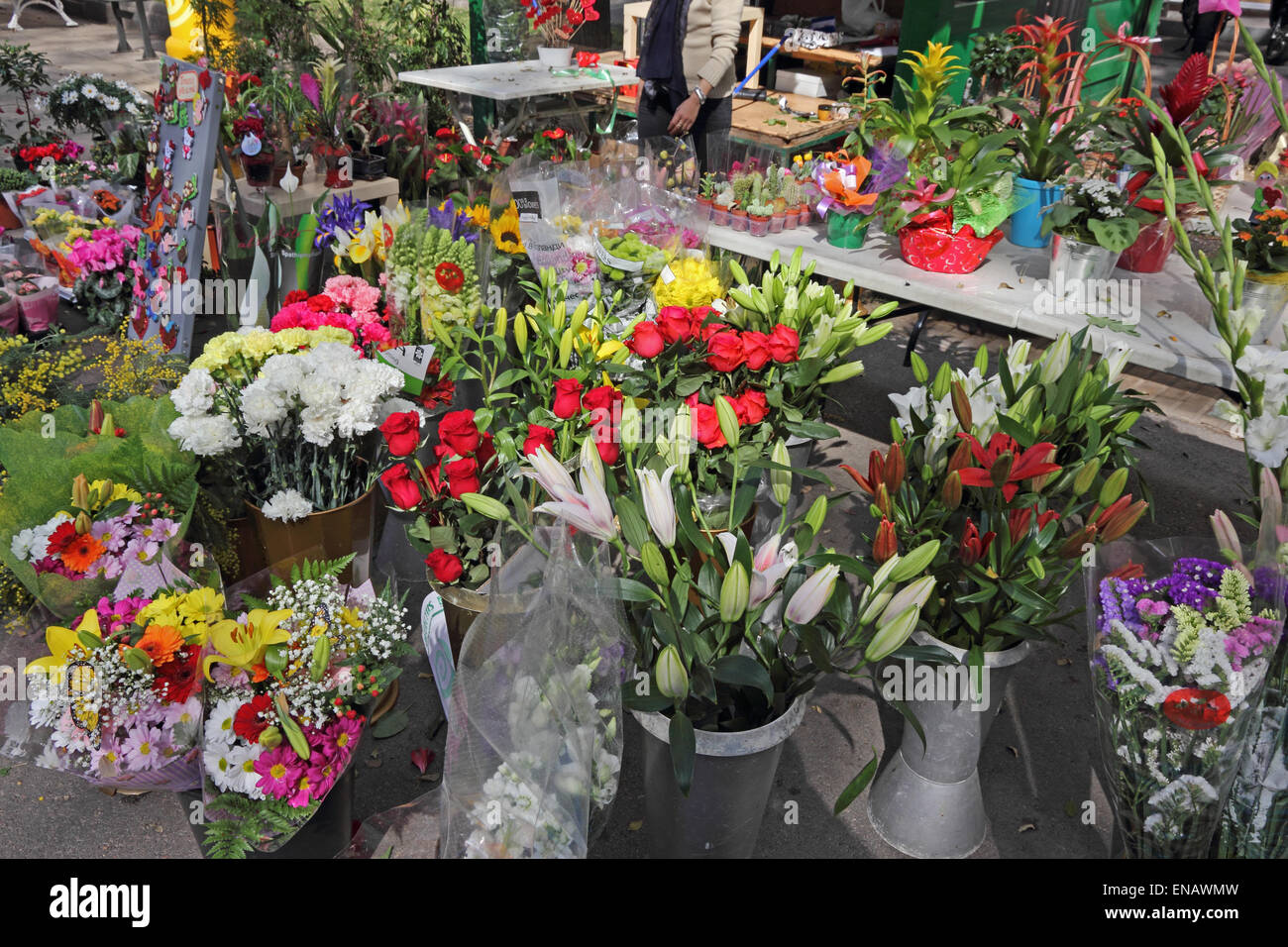 Affichage des fleurs chez un fleuriste. Tarragone, Catalogne, Espagne Banque D'Images