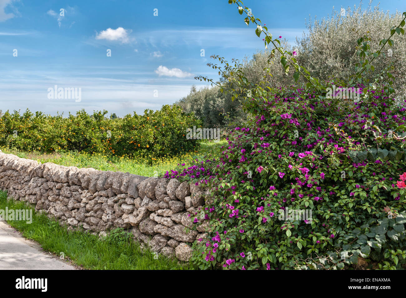 Sicile, Italie. Un chemin de campagne à l'extérieur de Catane, avec un vieux mur de pierre autour d'un verger d'orange Banque D'Images