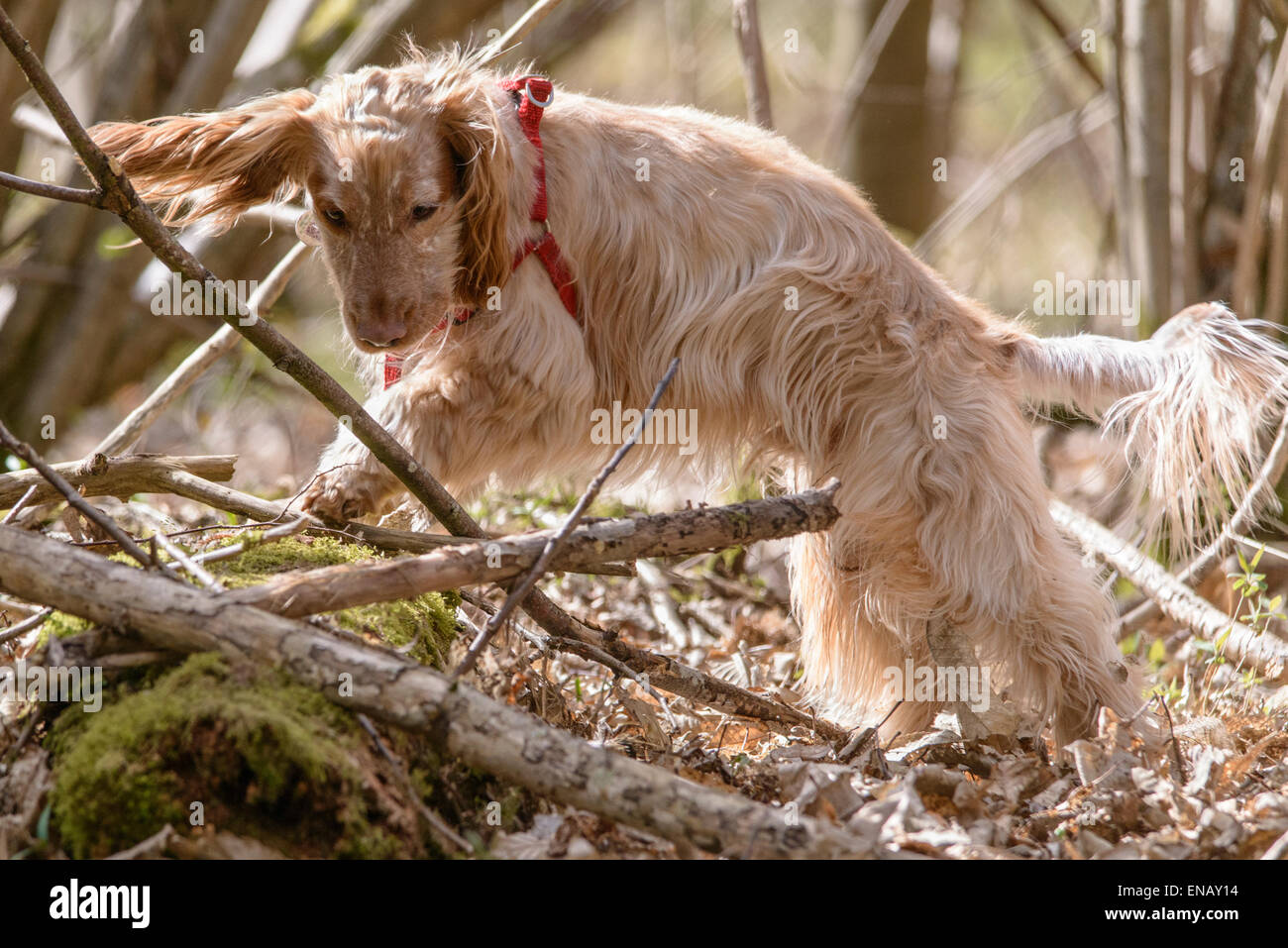 Cocker de citron, roan, bénéficiant d'une forêt à pied Banque D'Images