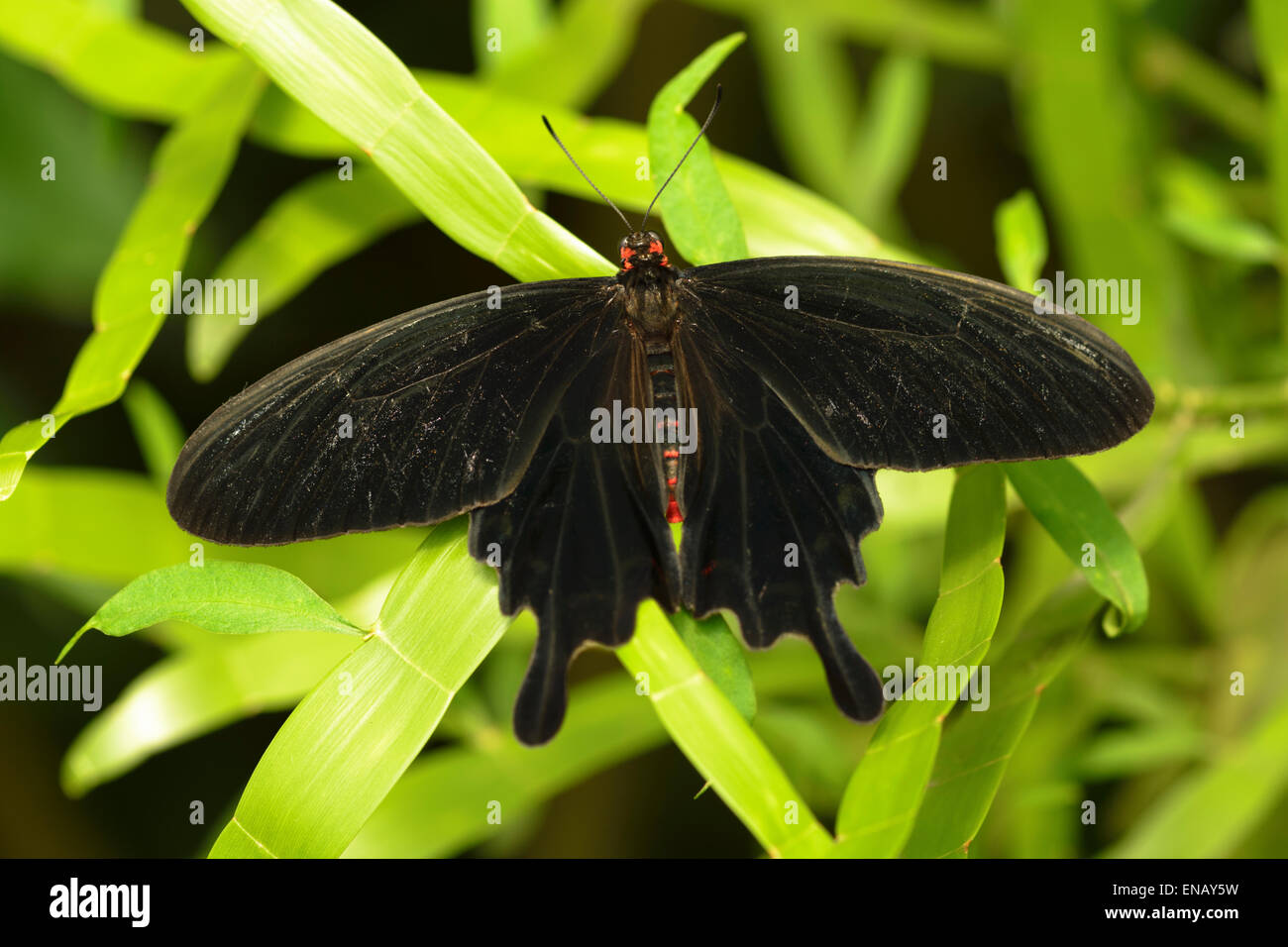Le Grand Mormon Papilio memnon est un grand papillon qui appartient à la famille d'hirondelle et se trouve dans le sud de l'Asie. Banque D'Images
