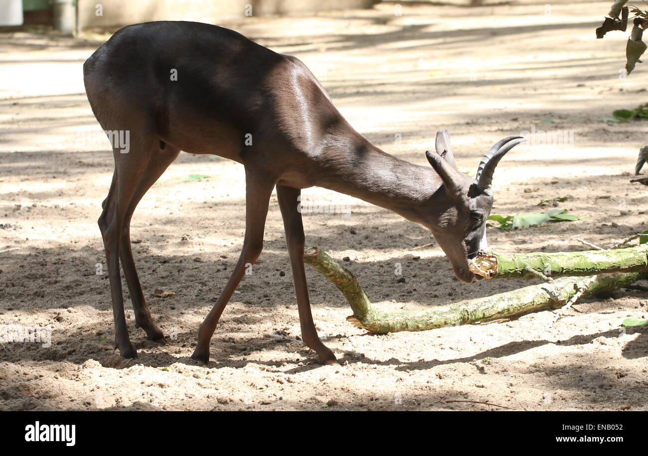 Le noir de l'Afrique du Sud forme Le Springbok (Antidorcas marsupialis) de Artis Zoo Amsterdam Banque D'Images