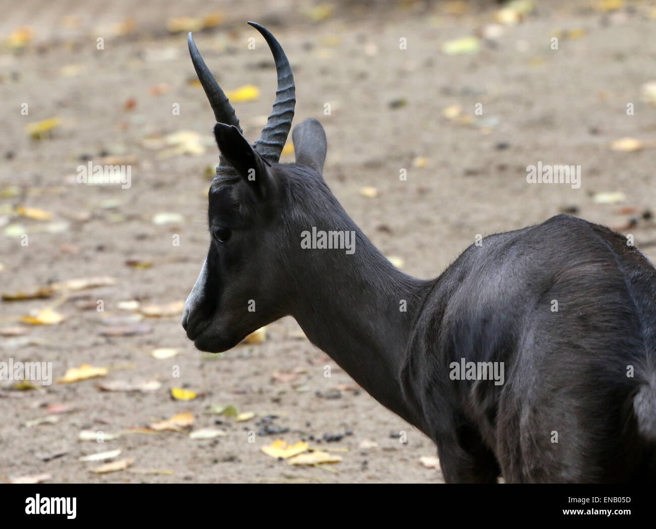 Le noir de l'Afrique du Sud forme Le Springbok (Antidorcas marsupialis) Banque D'Images