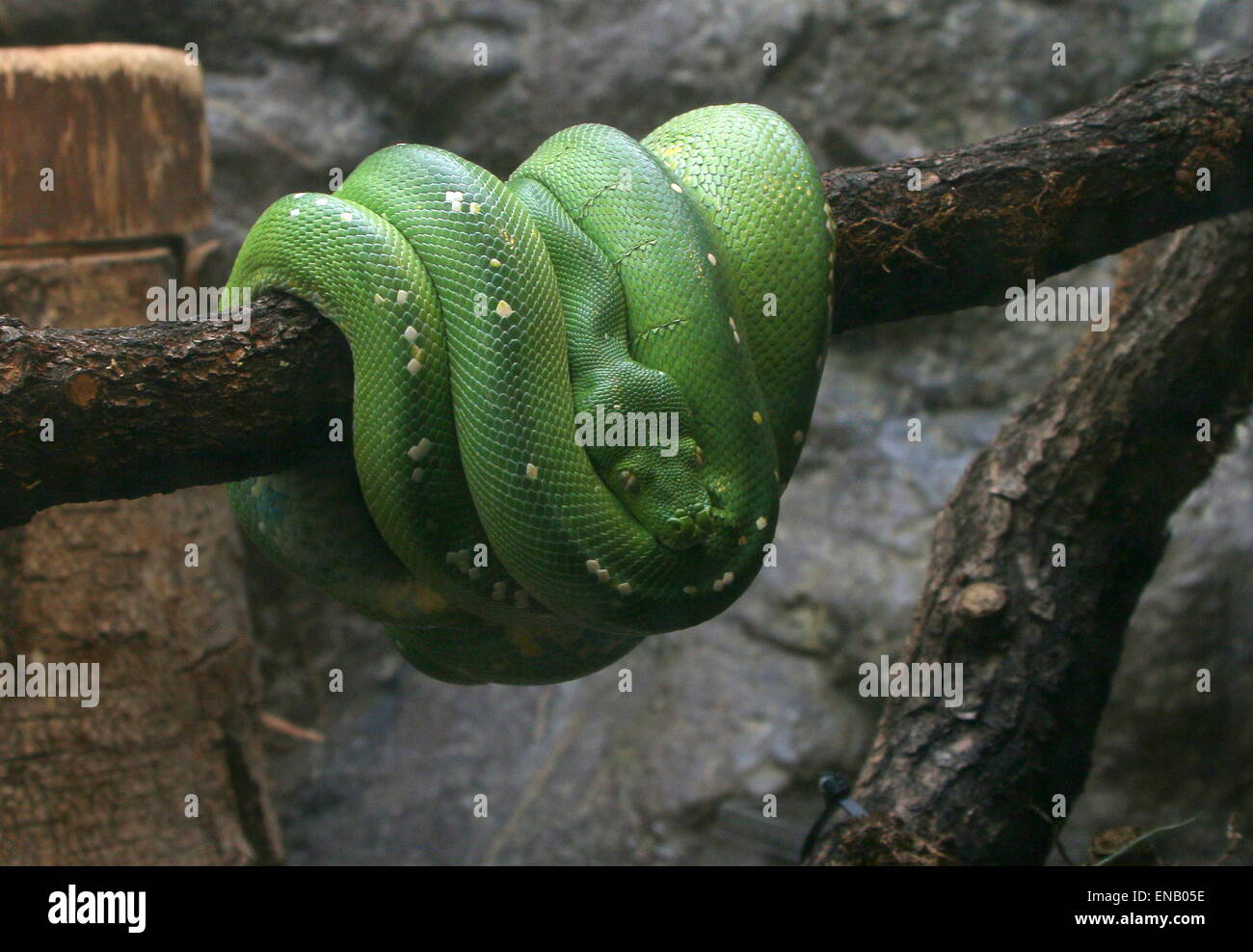 L'arbre vert de l'Asie du Sud-Est ou python (Morelia viridis) Chondro Banque D'Images