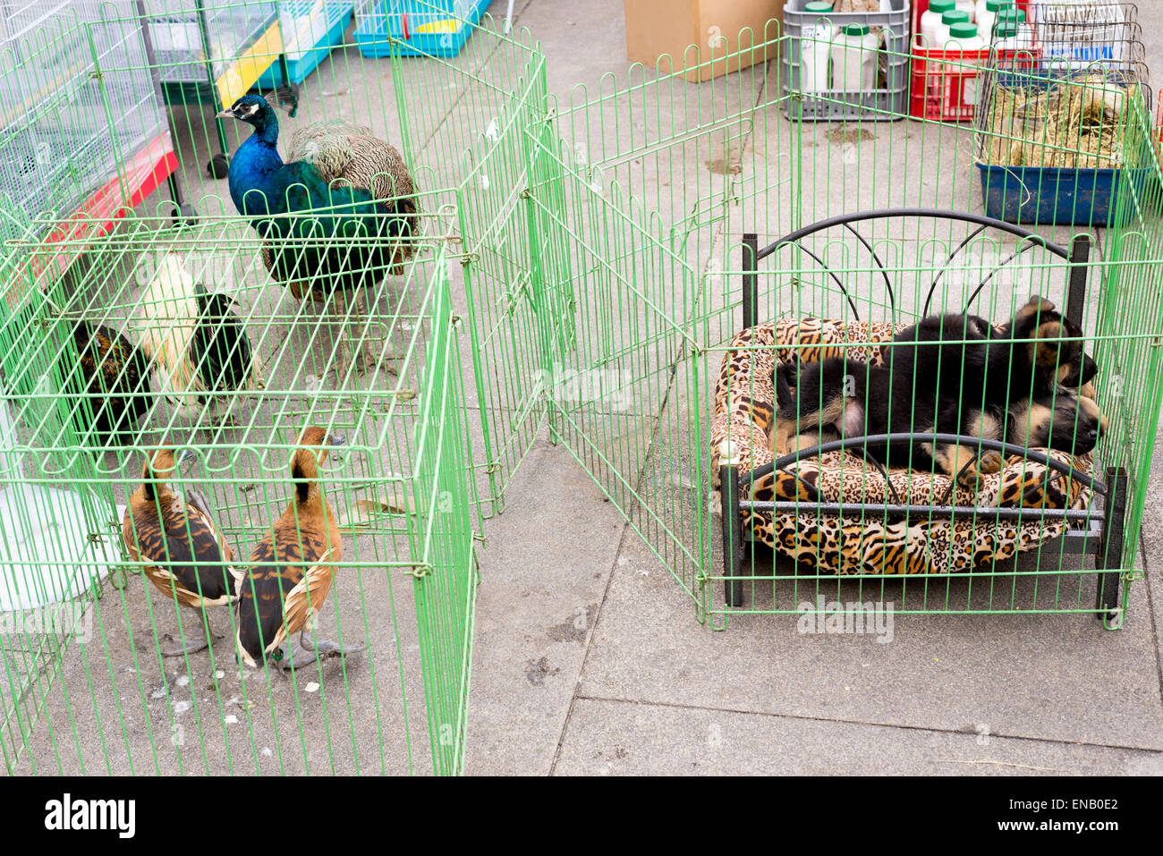 Animlas en cage et oiseaux à la rue du marché, Porto, Portugal Banque D'Images