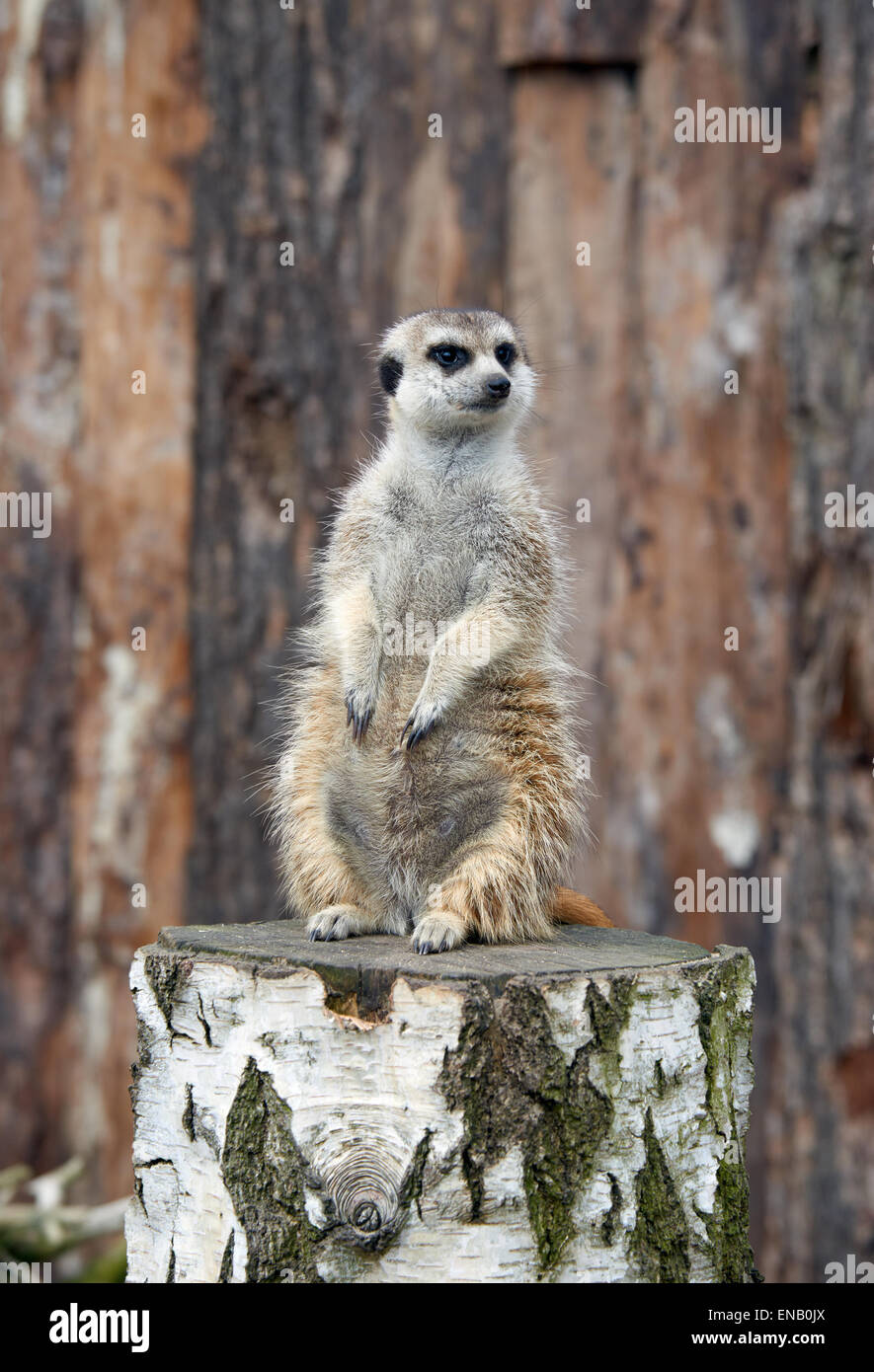 Suricate Drole Banque D Image Et Photos Alamy