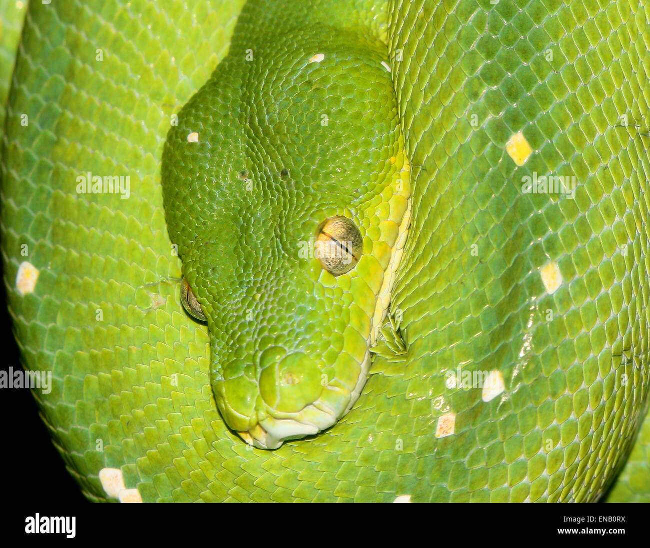 L'arbre vert de l'Asie du Sud-Est ou python (Morelia viridis) Chondro Banque D'Images