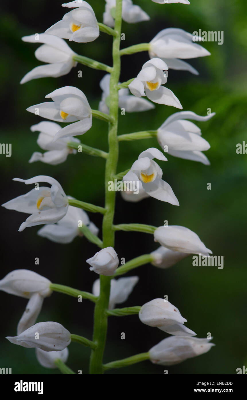 Cephalanthère à ou l'Épée Cephalanthère à longues feuilles, Cephalanthera longifolia, Andalousie, espagne. Banque D'Images