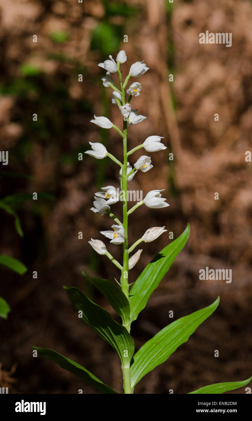 Cephalanthère à ou l'Épée Cephalanthère à longues feuilles, Cephalanthera longifolia, Andalousie, espagne. Banque D'Images