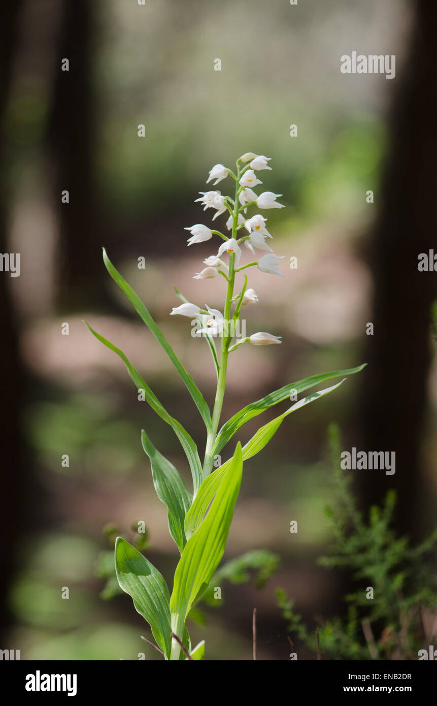 Cephalanthère à ou l'Épée Cephalanthère à longues feuilles, Cephalanthera longifolia, Andalousie, espagne. Banque D'Images