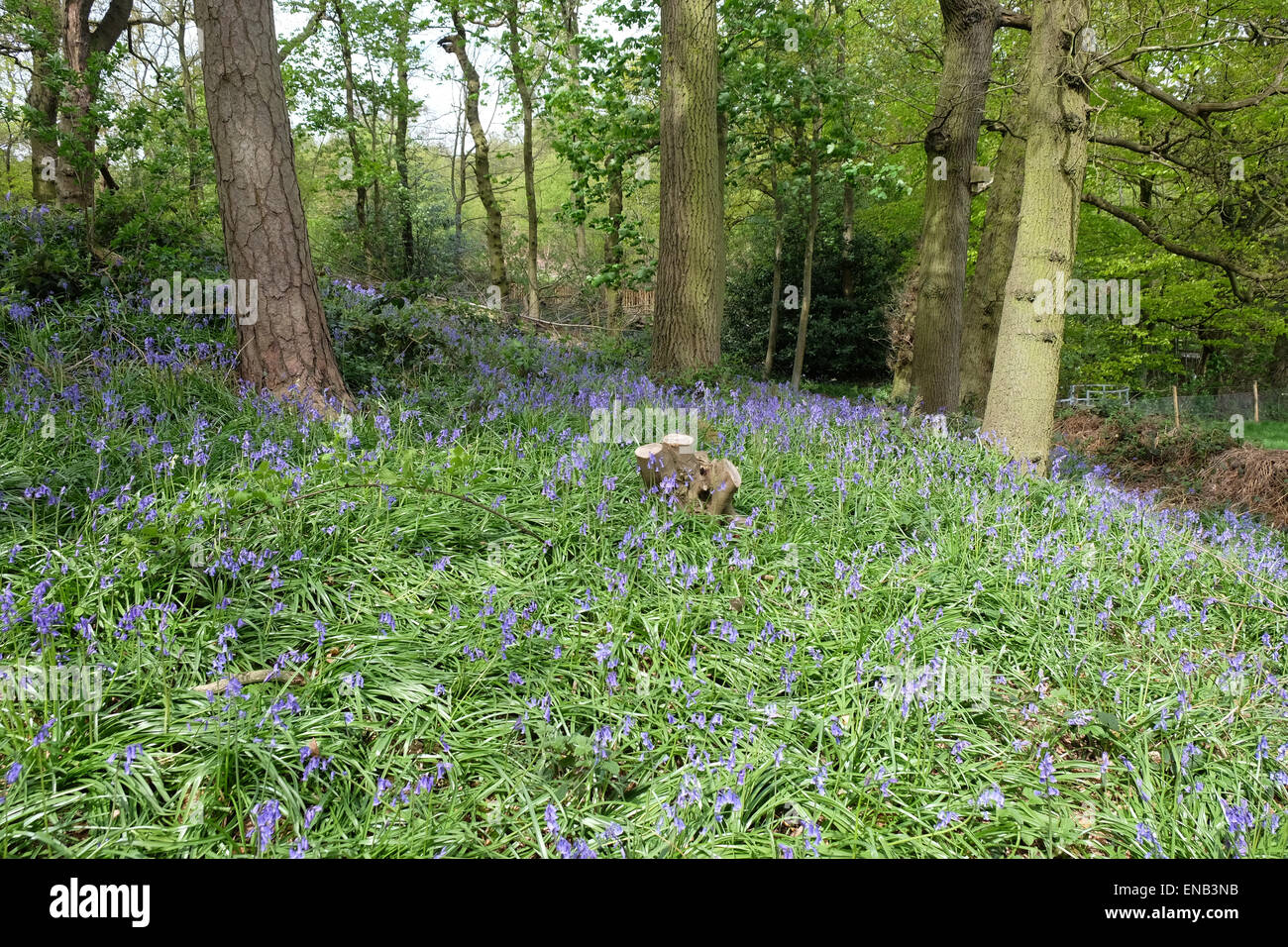 Jacinthes en fleurs en bois bluebell à broombriggs farm Banque D'Images