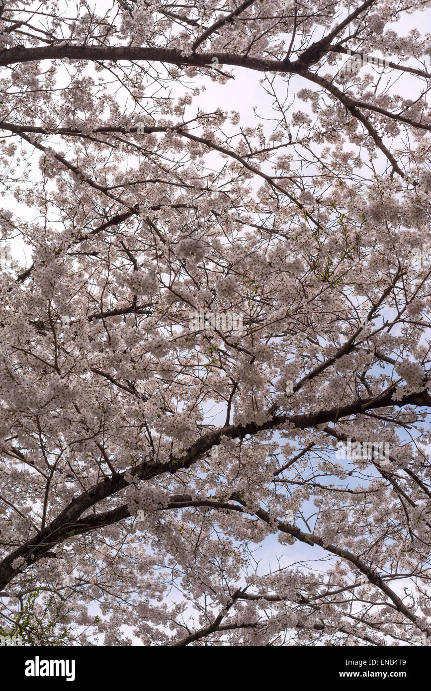 Les fleurs de cerisier en fleurs dans un parc de la ville, Tokyo, Japon Banque D'Images