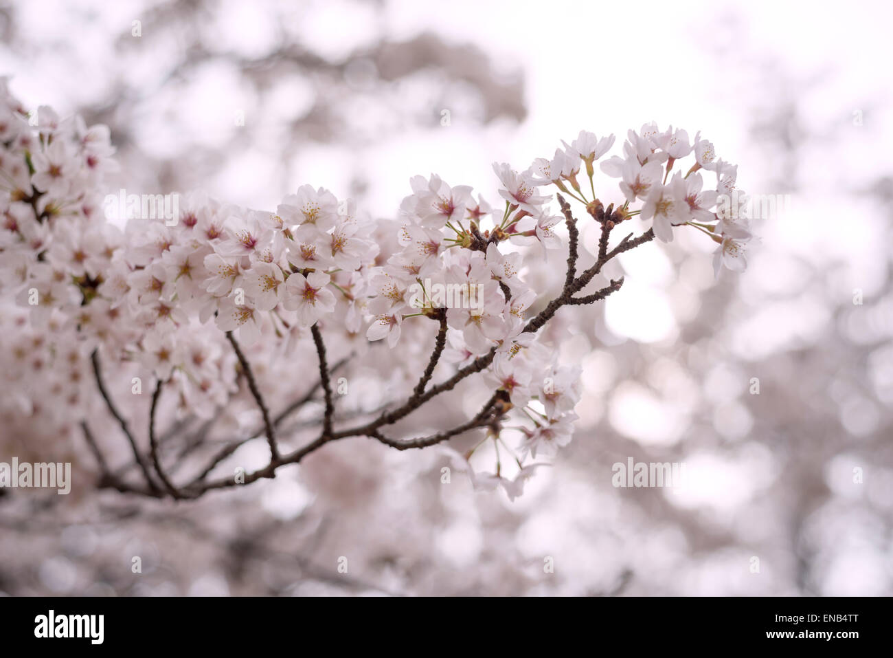 Les fleurs de cerisier en fleurs dans un parc de la ville, Tokyo, Japon Banque D'Images