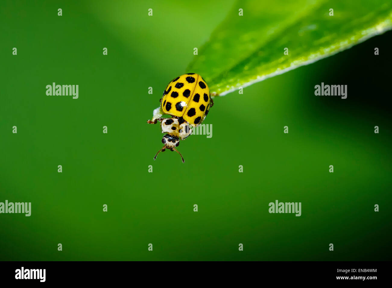 22-spot ladybird, psyllobora vigintiduopunctata Banque D'Images