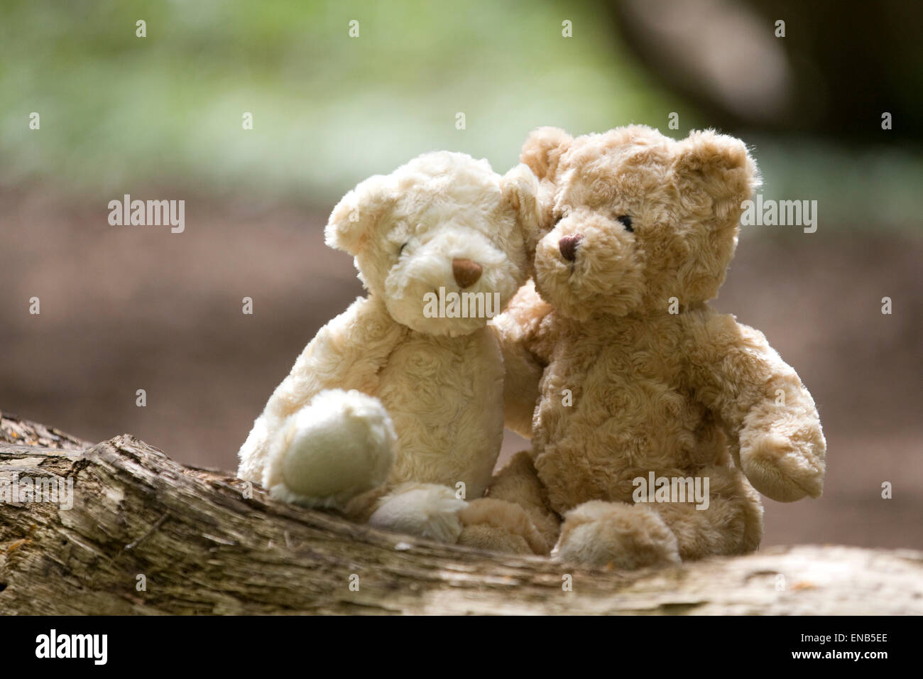 Ours assis sur une branche dans un bois Banque D'Images
