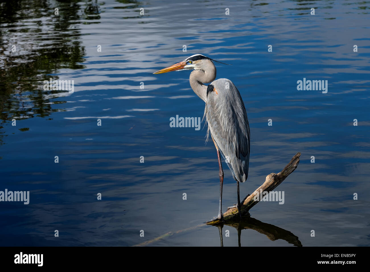 Le Grand Héron, Ardea herodias Banque D'Images