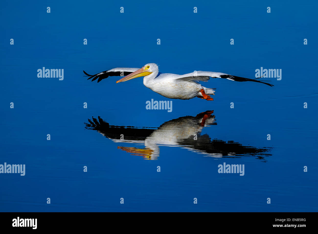 D'Amérique, Pelecanus erythrorhynchos Banque D'Images