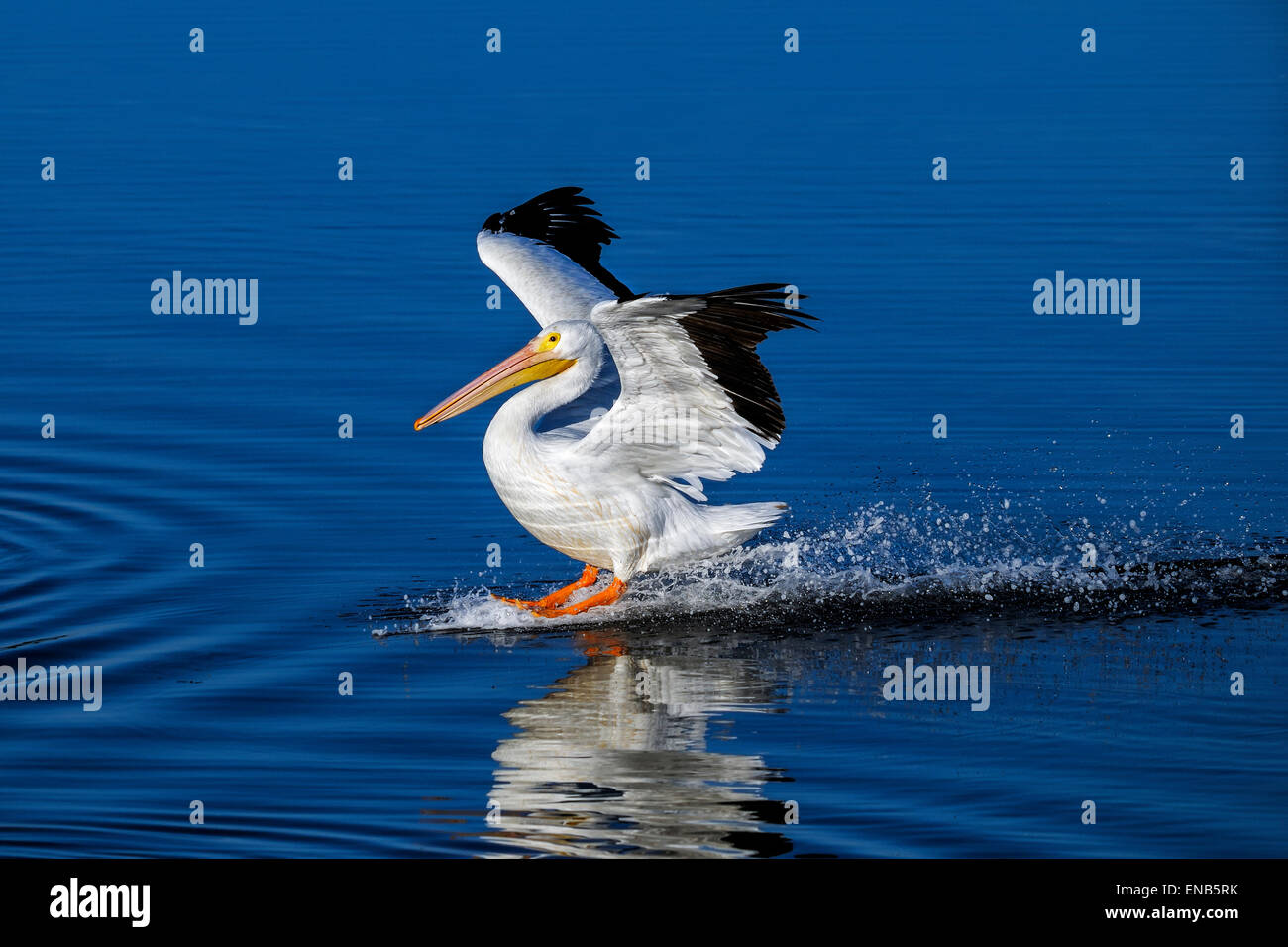 D'Amérique, Pelecanus erythrorhynchos Banque D'Images