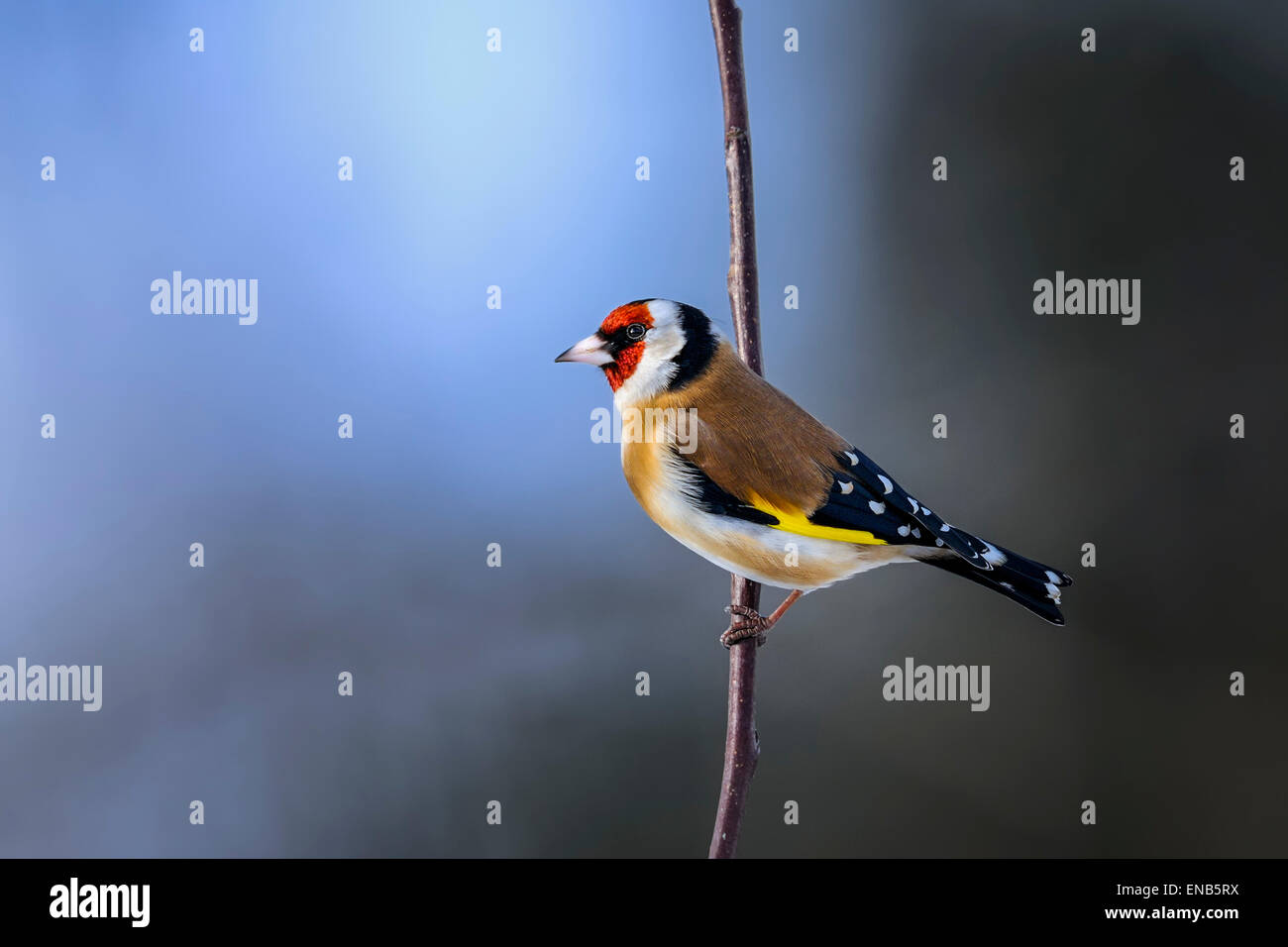 Chardonneret élégant, Carduelis carduelis Banque D'Images