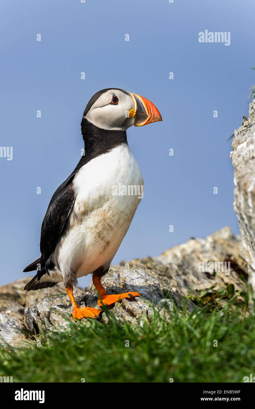 Macareux moine, Fratercula arctica Banque D'Images