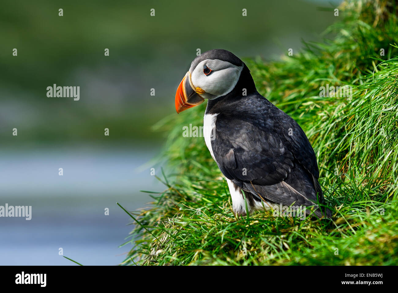 Macareux moine, Fratercula arctica Banque D'Images