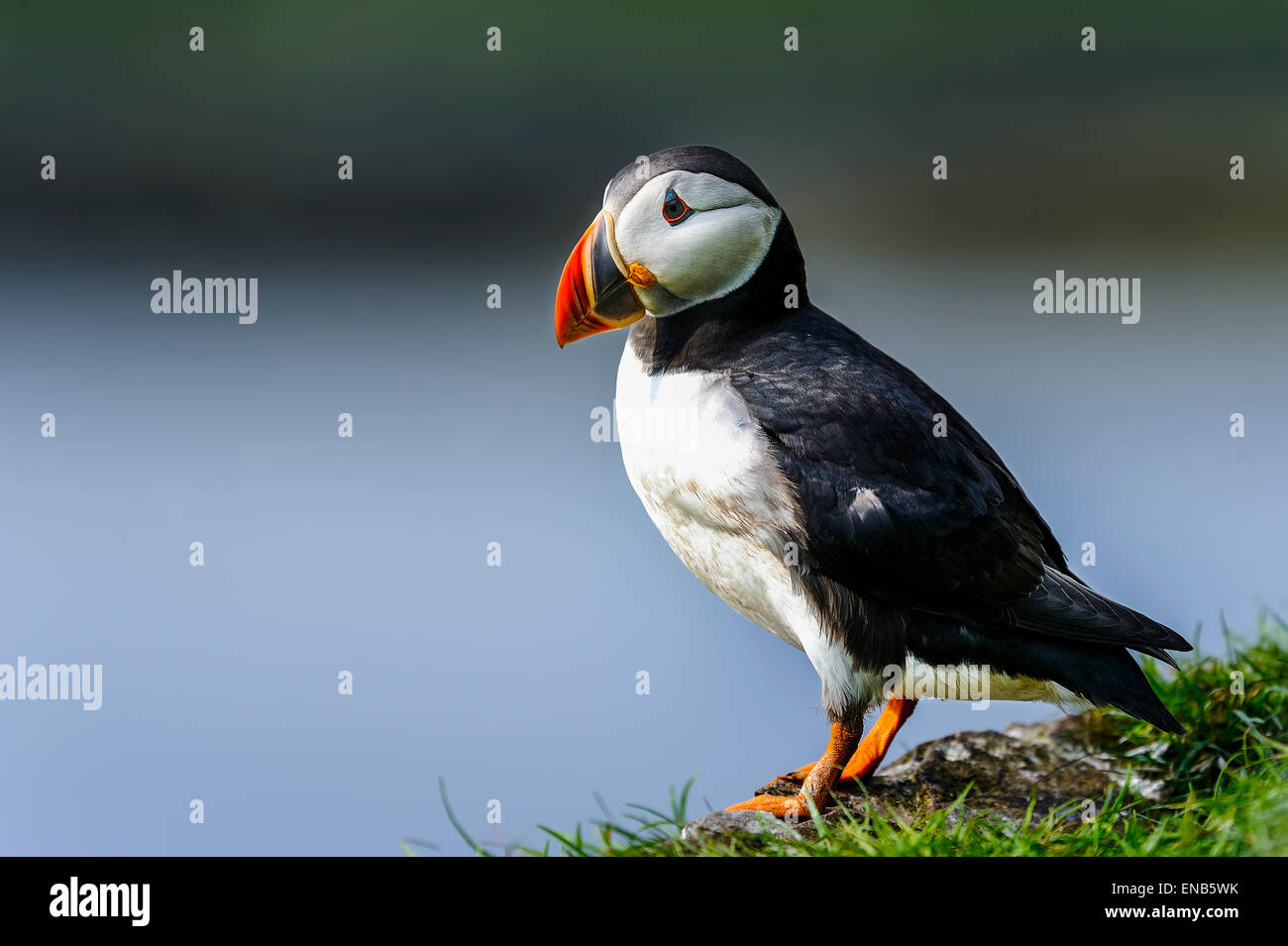 Macareux moine, Fratercula arctica Banque D'Images