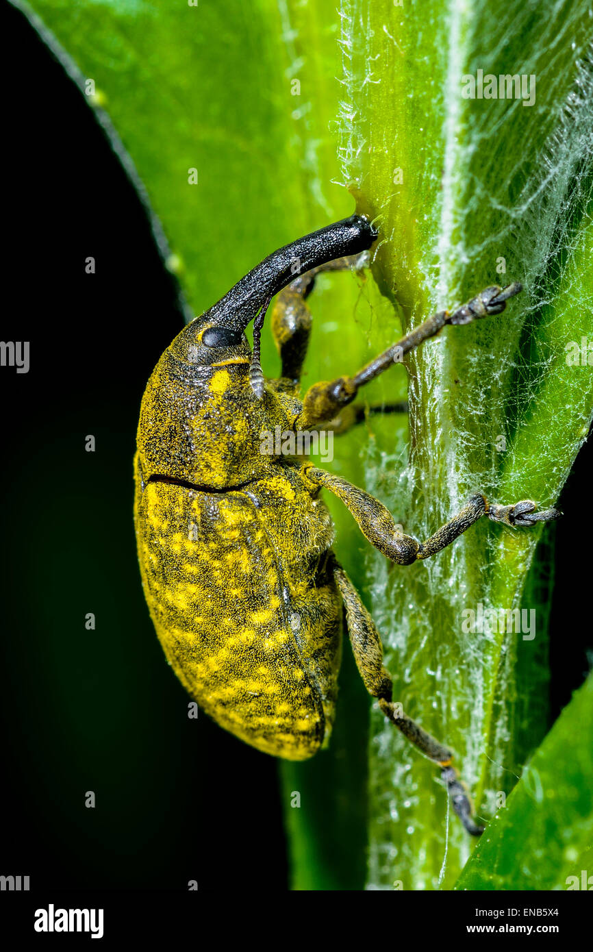 Larinus sturnus charançon, Banque D'Images