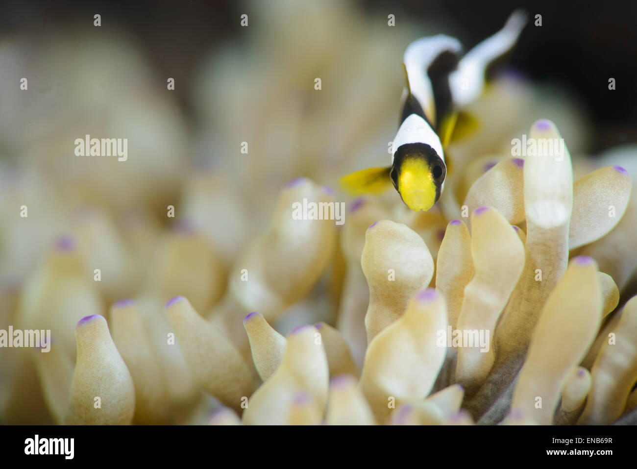 Clark dans le poisson de l'anémone anemone Banque D'Images