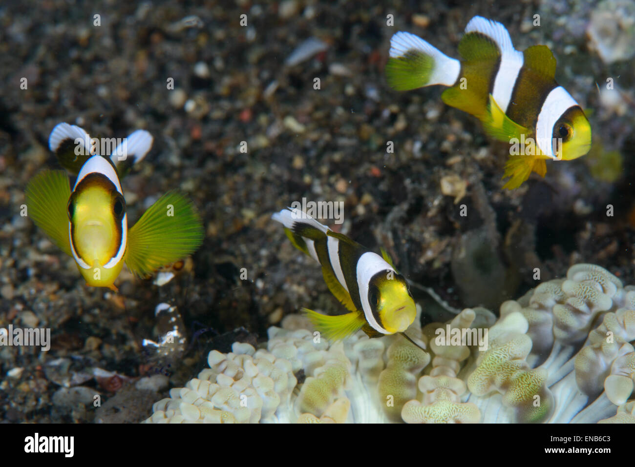 Clark dans le poisson de l'anémone anemone Banque D'Images