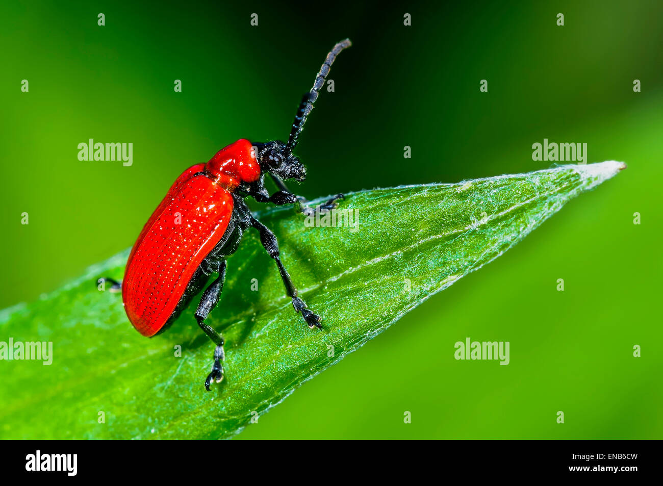 Lys écarlate, Lilioceris lilii Banque D'Images