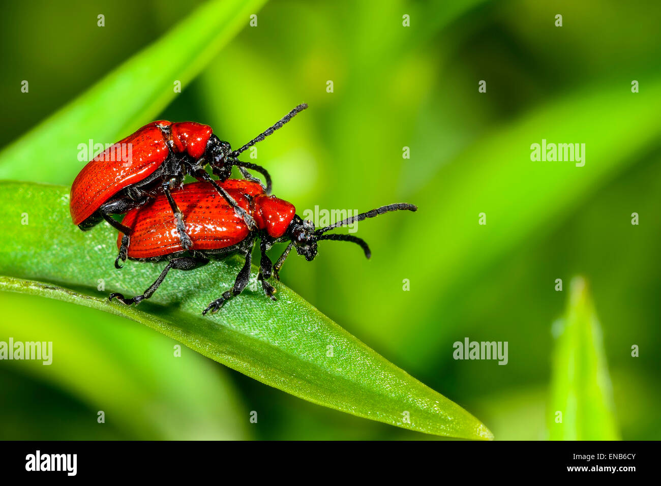 Lys écarlate, Lilioceris lilii Banque D'Images