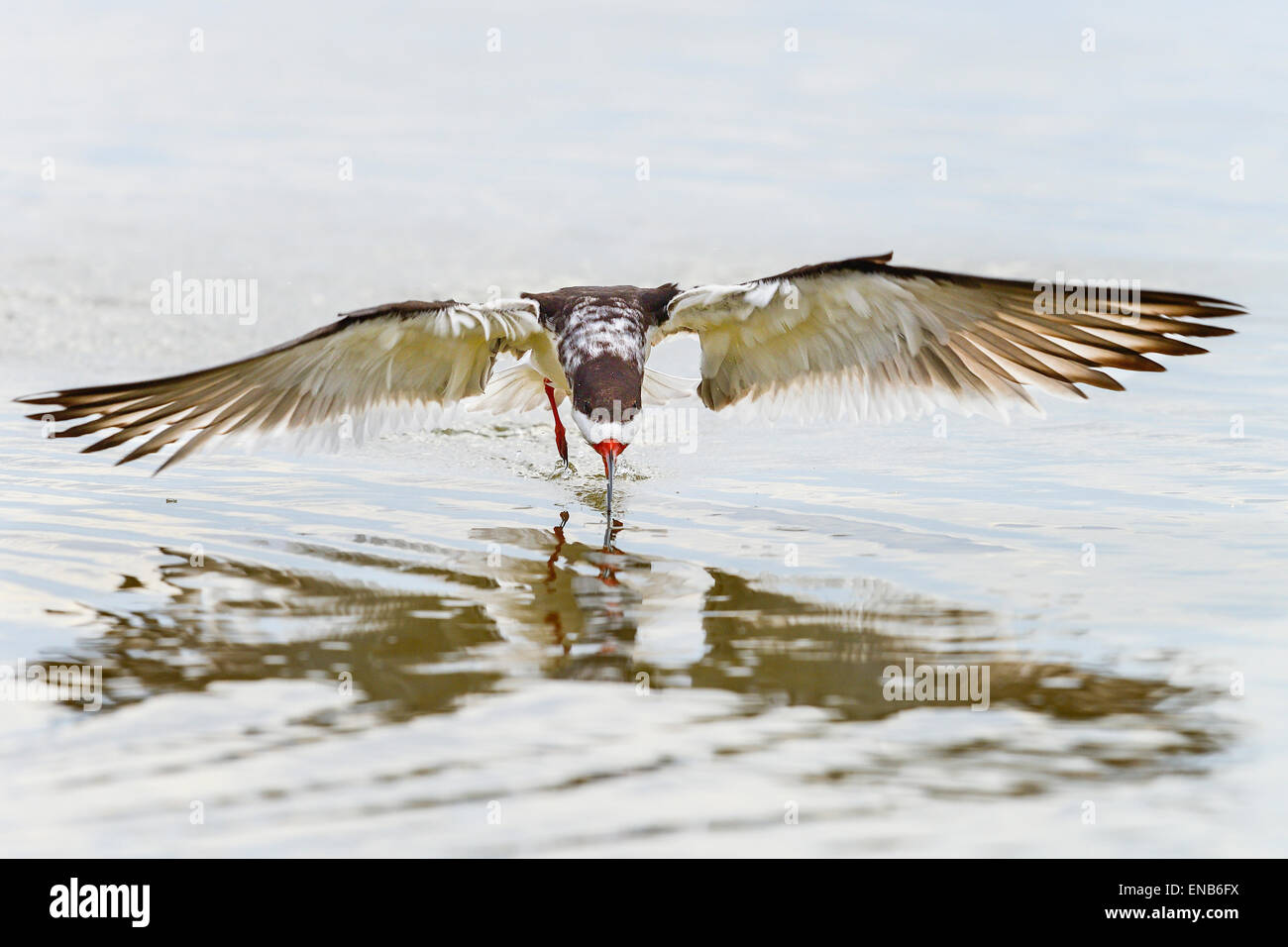 Skimmer Rynchops niger, noir Banque D'Images