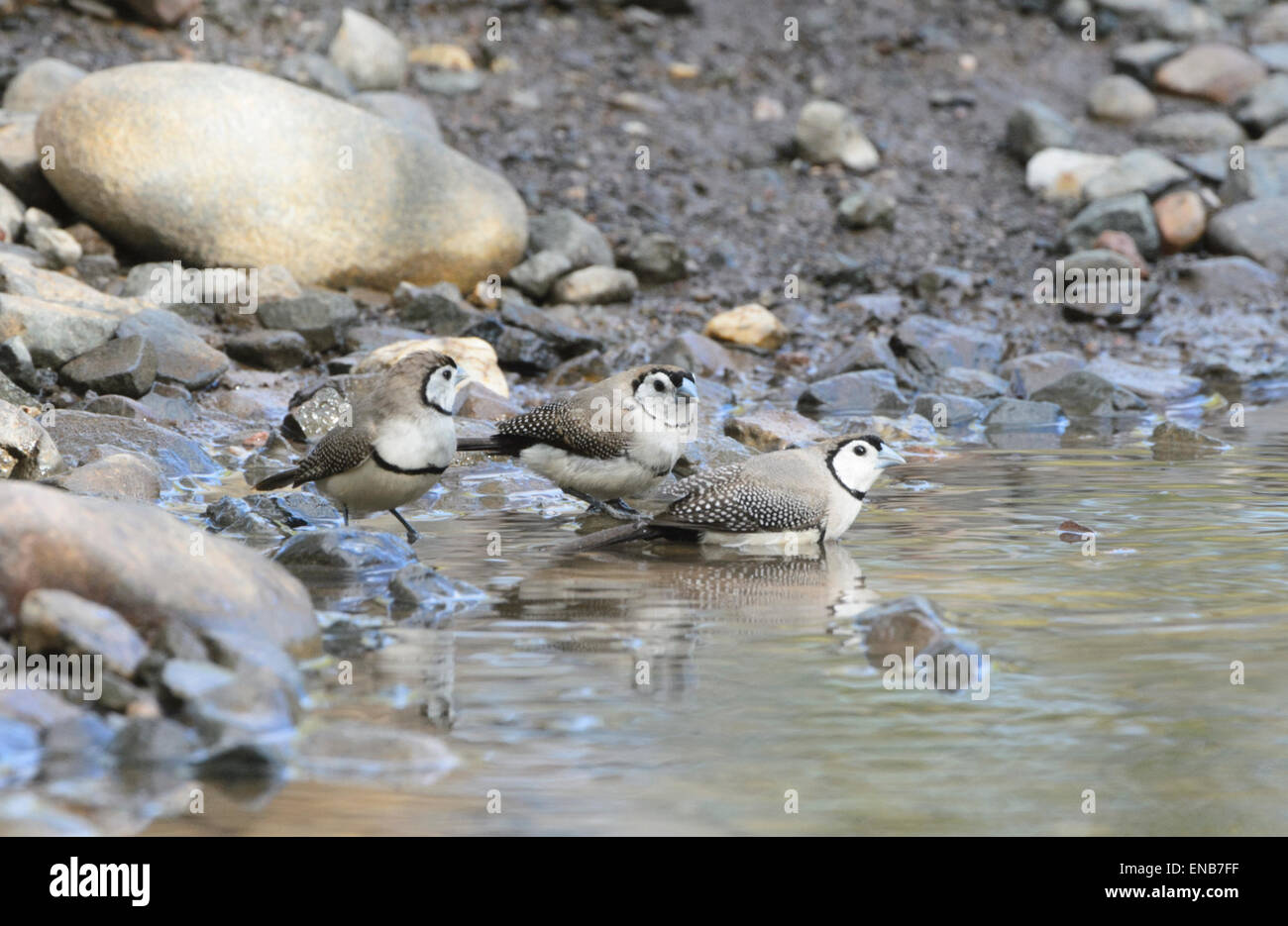Double-prescription des pinsons (Taeniopygia bichenovii), Mornington Wilderness Camp, région de Kimberley, Australie occidentale Banque D'Images