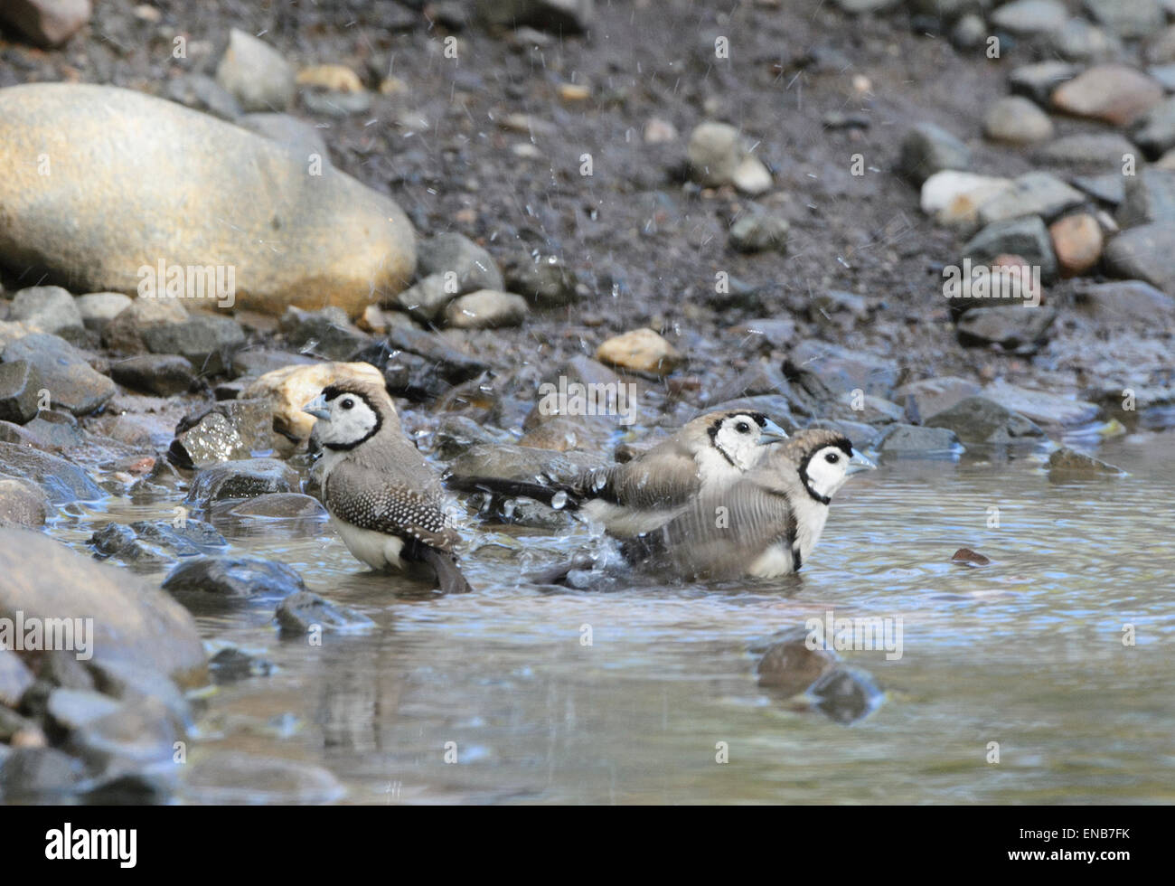 Double-prescription des pinsons (Taeniopygia bichenovii), Mornington Wilderness Camp, région de Kimberley, Australie occidentale Banque D'Images