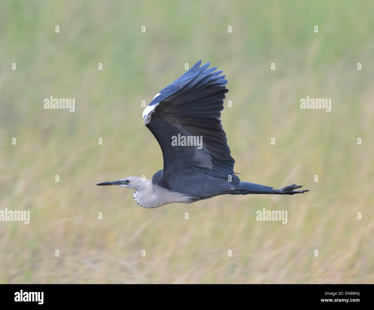 White-necked Heron (Ardea pacifica), Mornington Wilderness Camp, région de Kimberley, Australie occidentale Banque D'Images