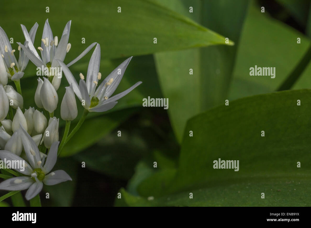 Close-up image de Ramsons / Ail d'Allium ursinum] [fleur et feuillage. Nourriture et la restauration sur le concept sauvages. Banque D'Images