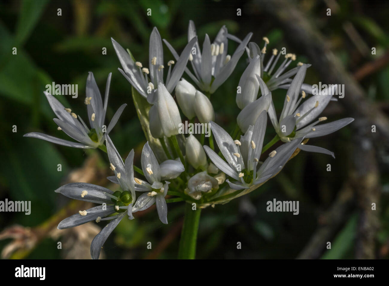 Close-up image de Ramsons / Ail d'Allium ursinum [fleur]. Nourriture et la restauration sur le concept sauvages. Banque D'Images