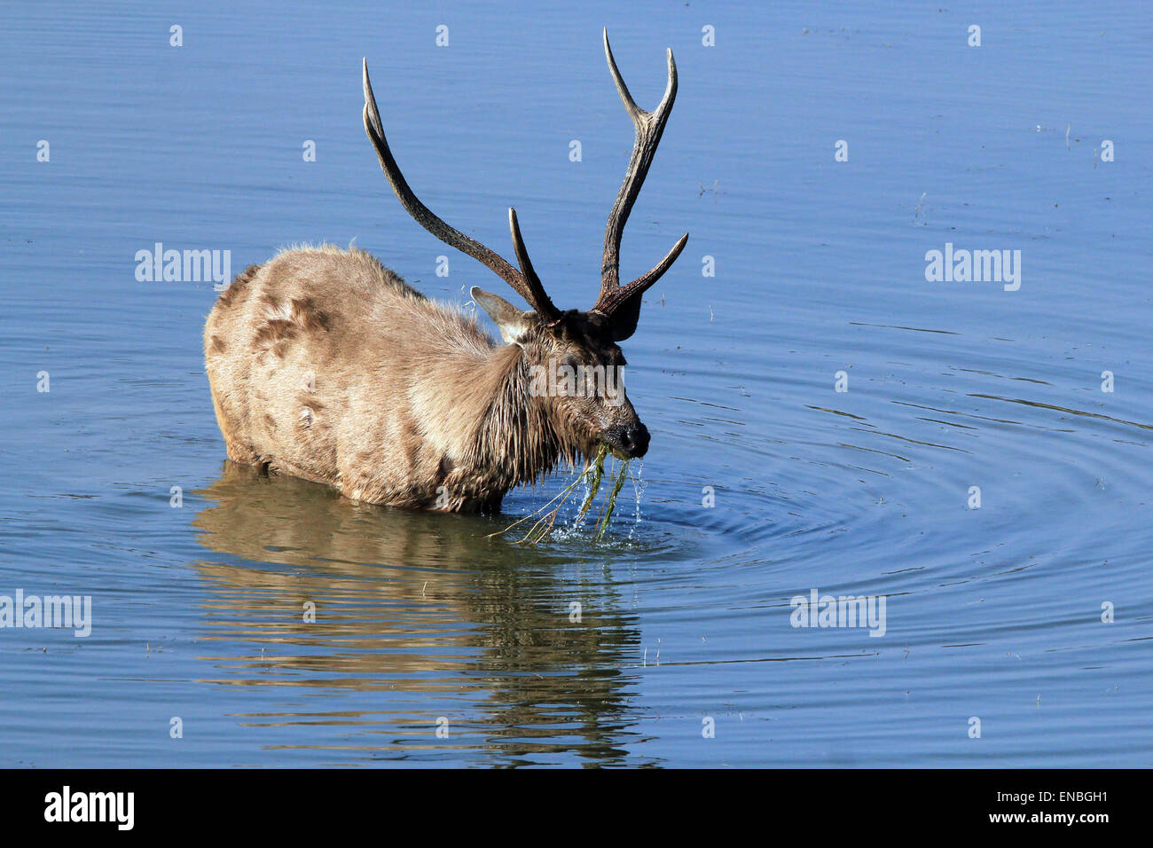 Cerfs Sambar (Rusa unicolor) debout dans l'eau d'alimentation, Ranthambore, Inde Banque D'Images