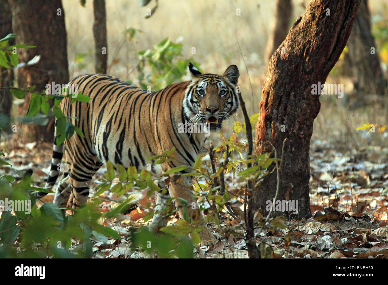 Tigre du Bengale (Panthera tigris tigris) Balade en forêt, à la recherche dans l'appareil photo, Bandhavgarh, Inde Banque D'Images