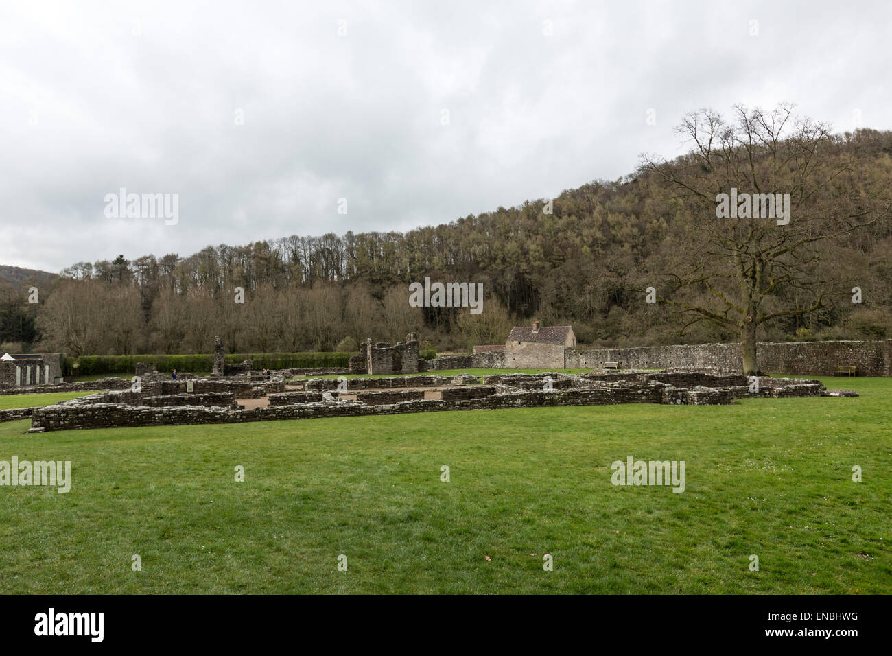 Vestiges de l'abbaye de Tintern la deuxième fondation cistercienne en Grande-Bretagne Banque D'Images Vestiges de l'abbaye de Tintern la deuxième fondation cistercienne en Grande-Bretagne Banque D'Images