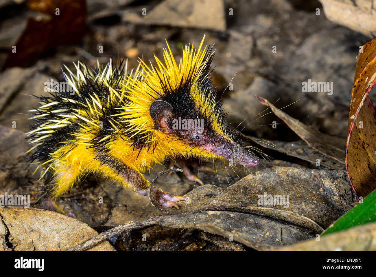 Le tenrec rayé de plaine , andasibe, madagascar Banque D'Images