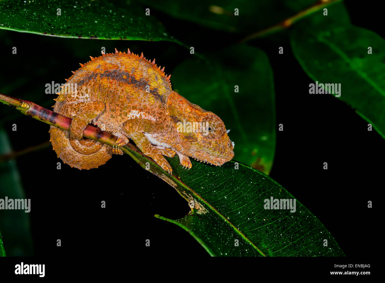 Short-horned chameleon, andasibe, madagascar Banque D'Images