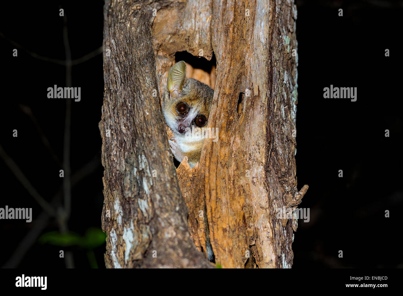Gris souris, lémuriens kirindy, madagascar Banque D'Images
