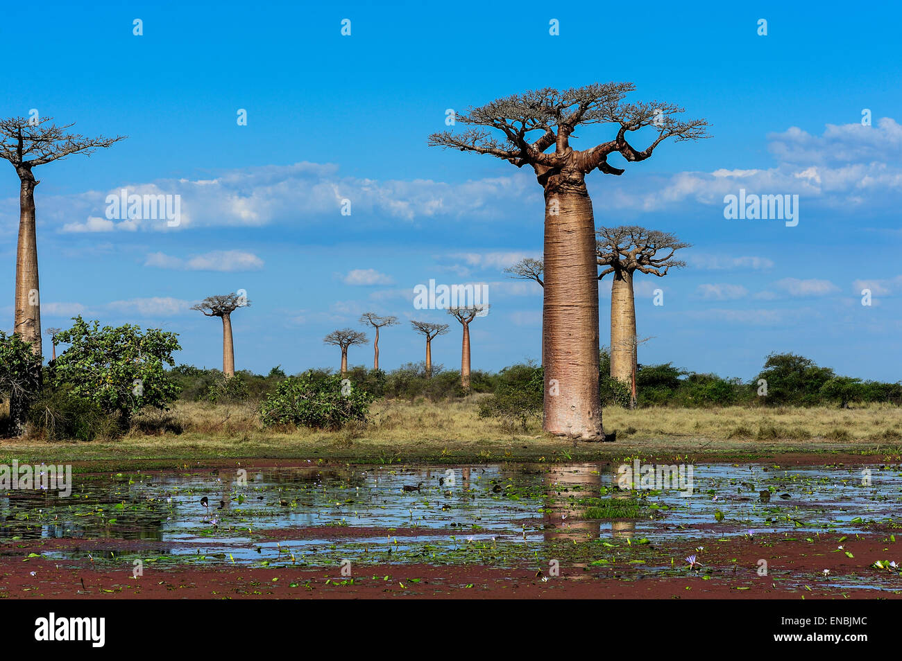 Avenue de baobab, menabe, madagascar Banque D'Images