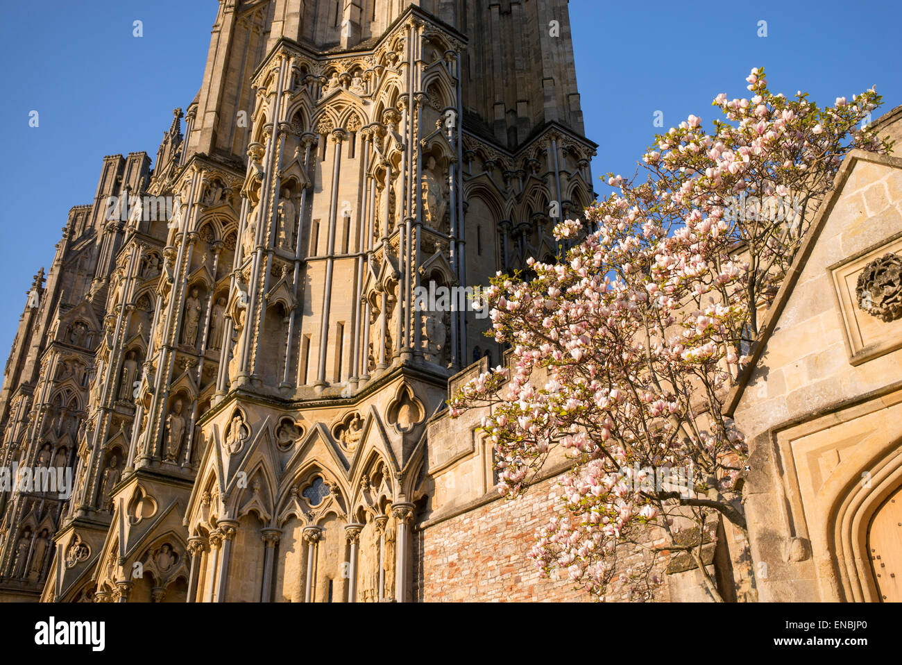 Magnolia fleurs arbre à l'extérieur de la cathédrale de Wells en fin d'après-midi du soleil. Somerset, Angleterre Banque D'Images