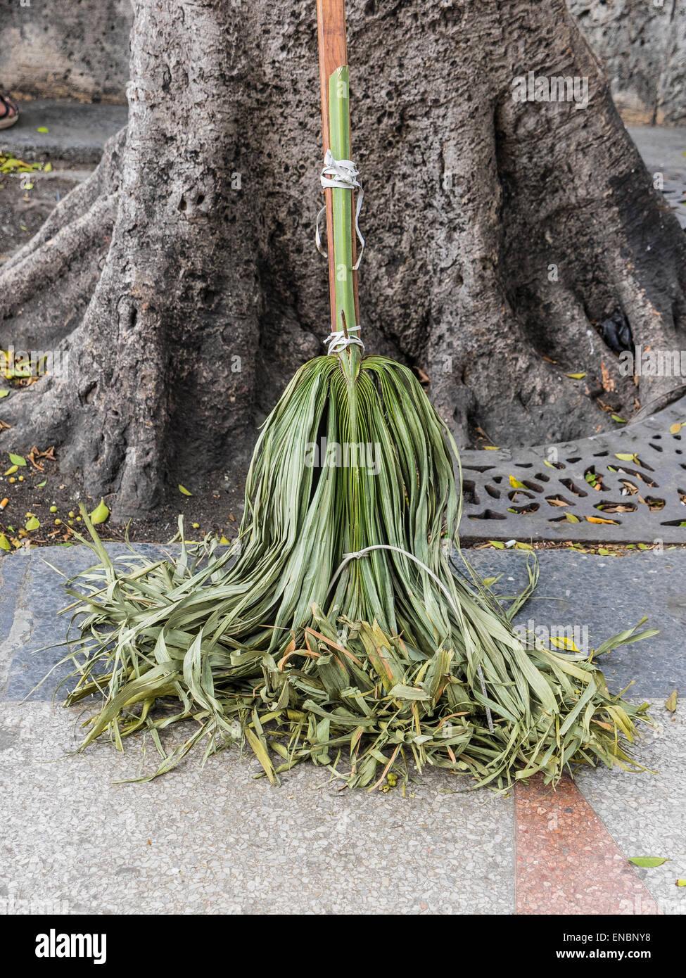 Un balai vert faites de feuilles de palmiers qui est lié à un balai  s'appuie contre un arbre sur un trottoir à La Havane, Cuba Photo Stock -  Alamy