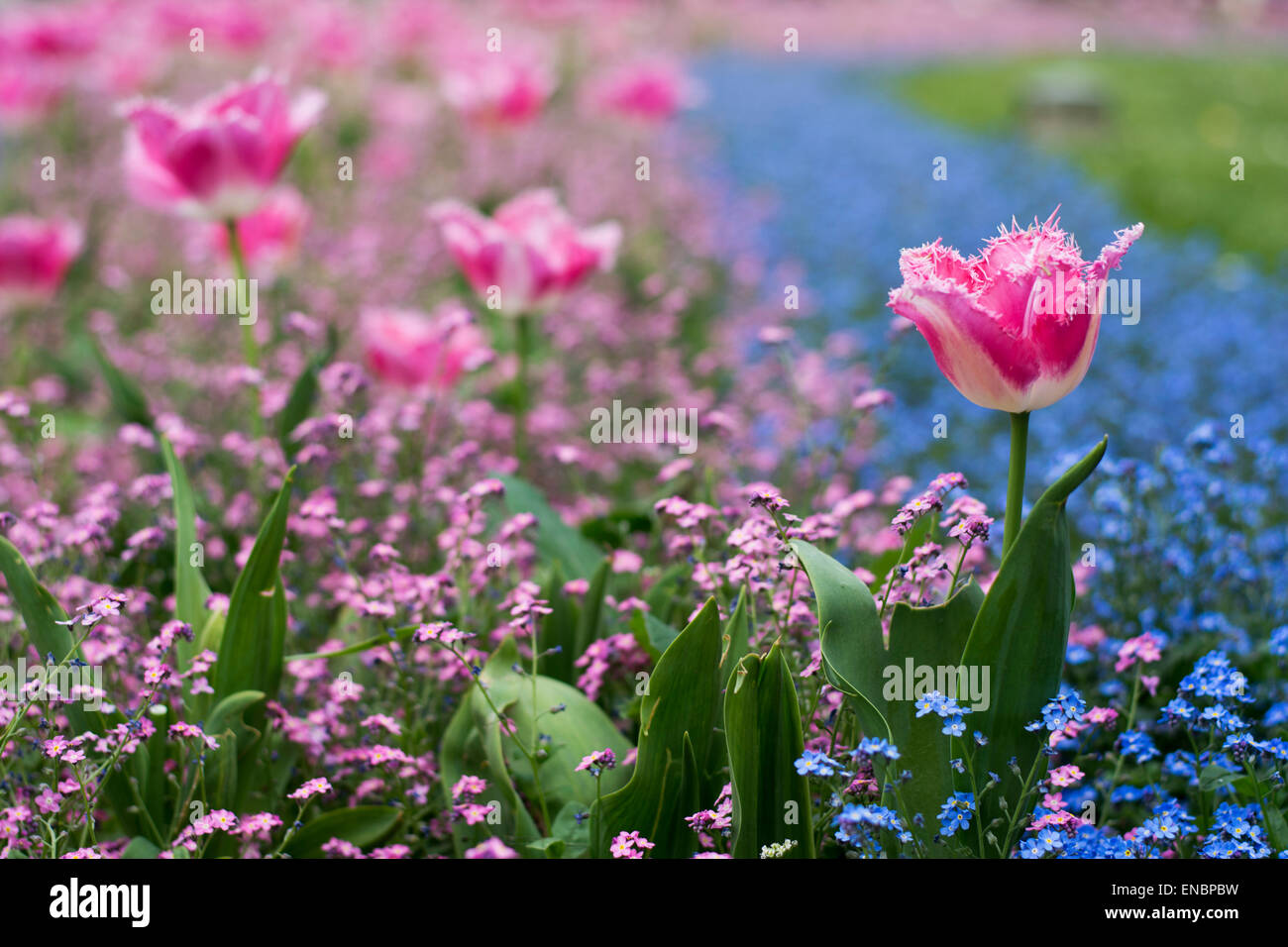 Beaucoup de tulipes roses et de petites fleurs bleues dans l'herbe en fleurs Banque D'Images