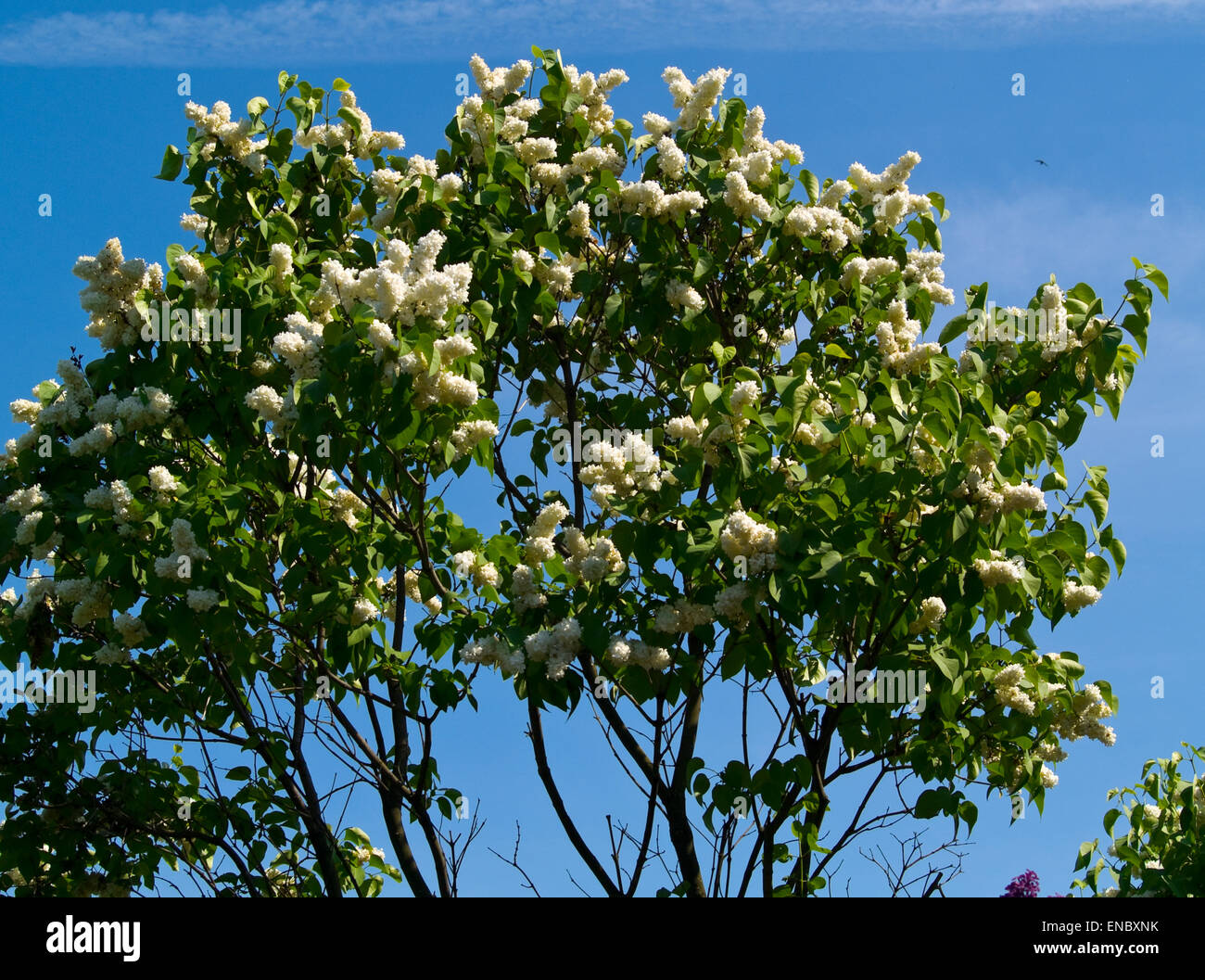 Les buissons de lilas(Sirigna) Banque D'Images